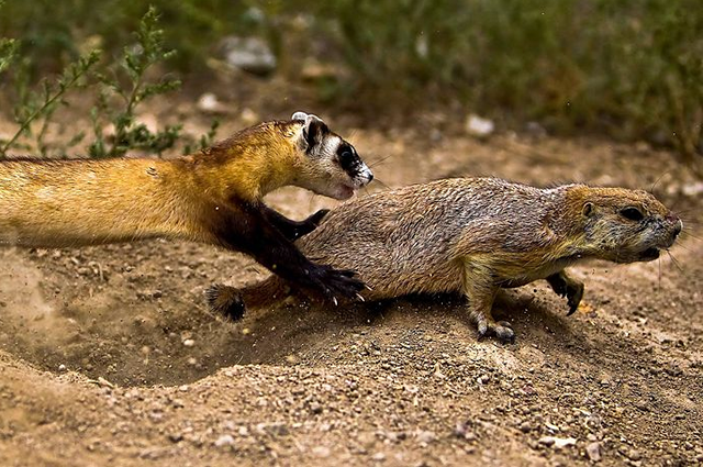 Ferret hunting a prairie dog 
