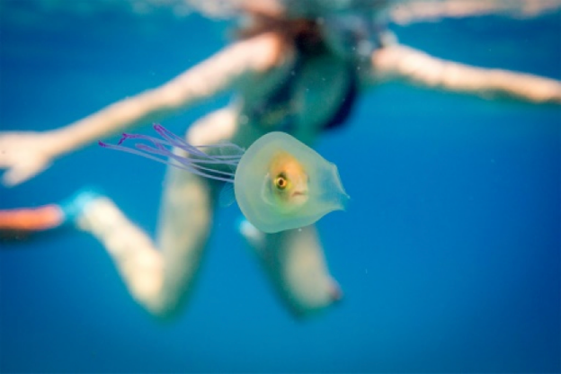 Fish inside jellyfish