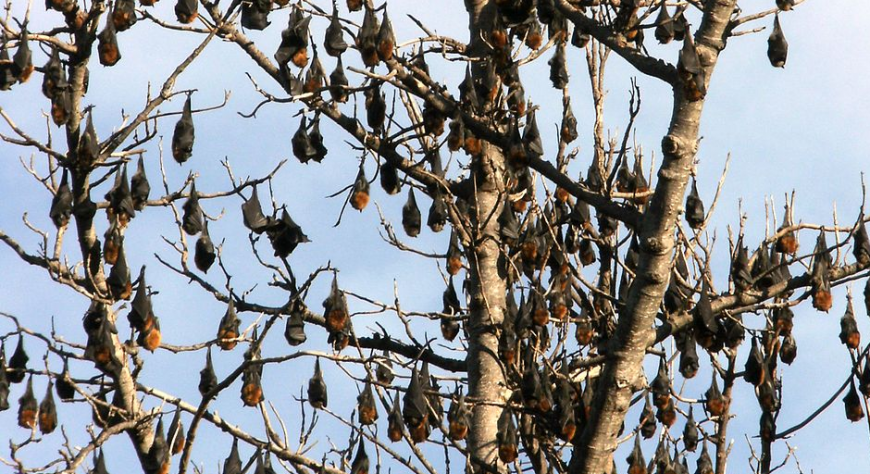 Flying foxes (bats) in a tree