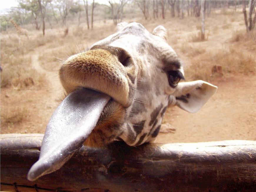 Giraffe sticking out its long tongue.