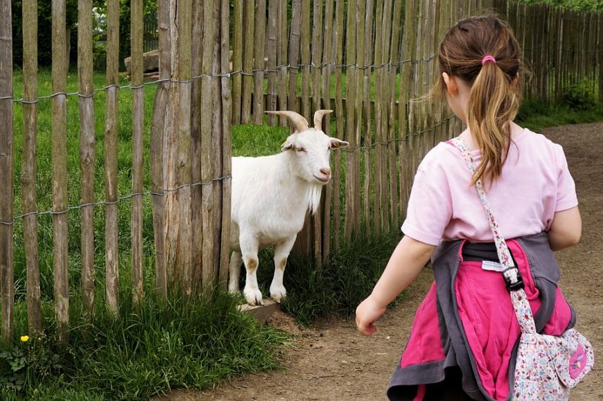 Goat looking at little girl
