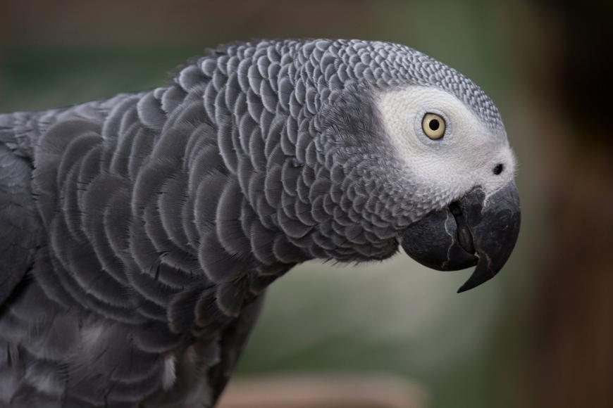 The African grey parrot