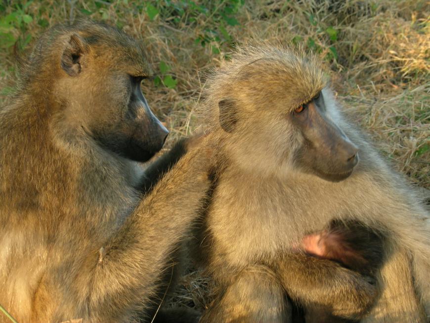 Female baboons grooming one another