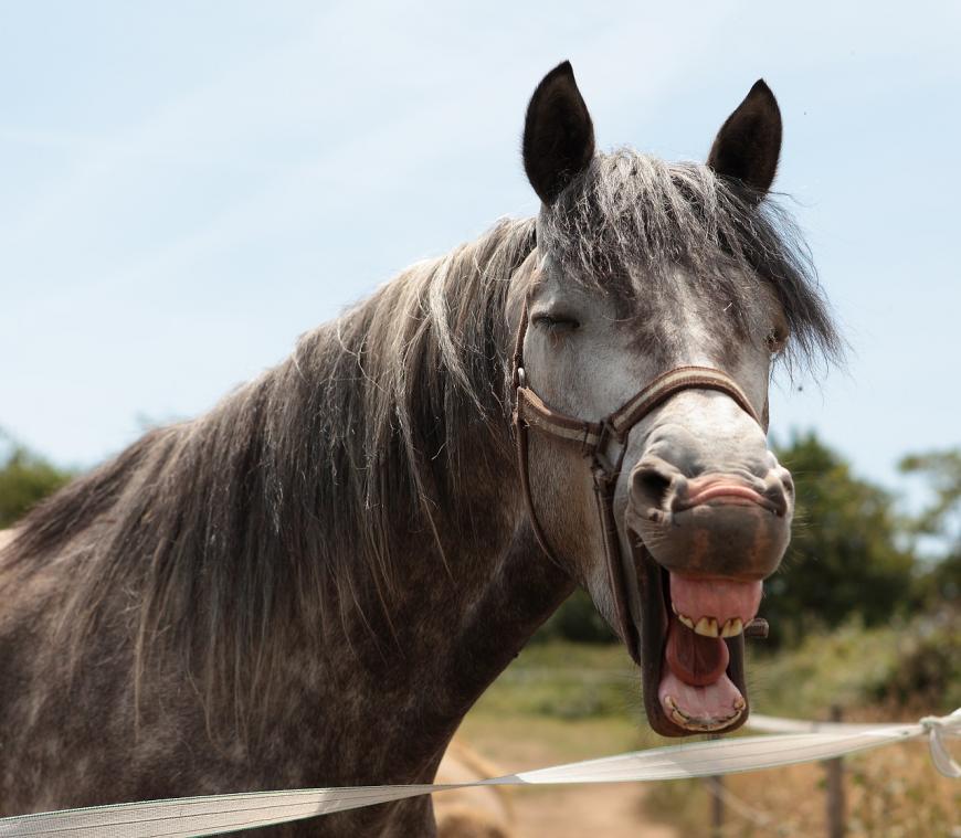 Horse laughing, photo