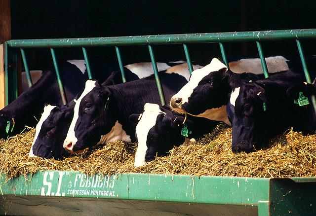 Dairy cows, cattle, farm