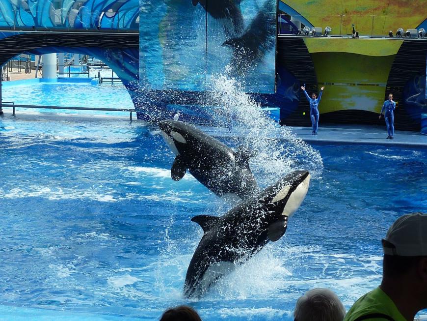 Orca show at SeaWorld