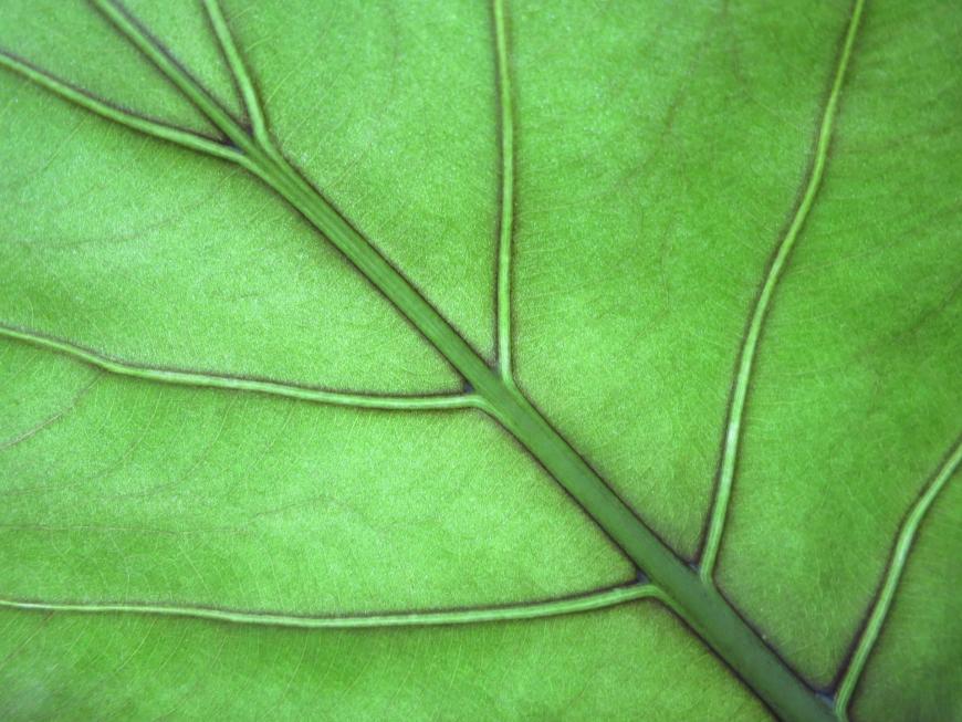 Close-up of a leaf and veins