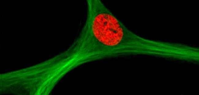 Scientists develop magnetic stem cells for gene engineering
