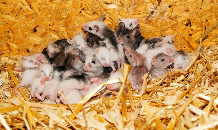 Baby mice in a nest
