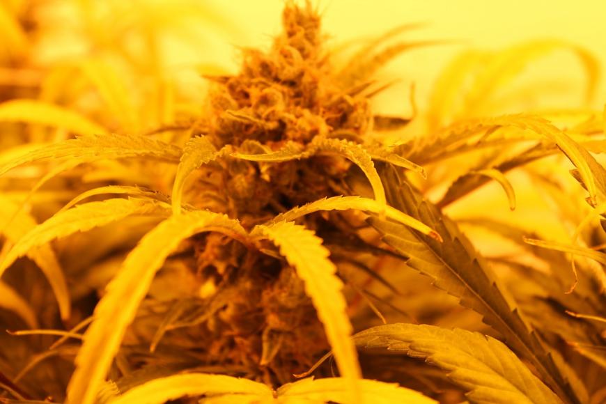 A marijuana plant cultivated under a grow light.