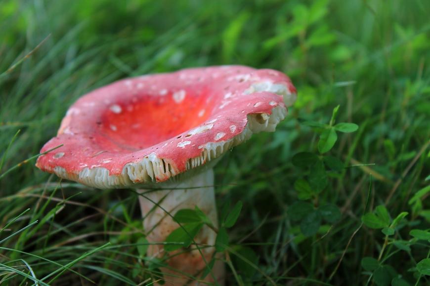 A red-capped mushroom