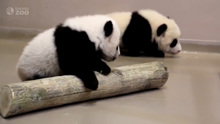 Giant panda cubs playing