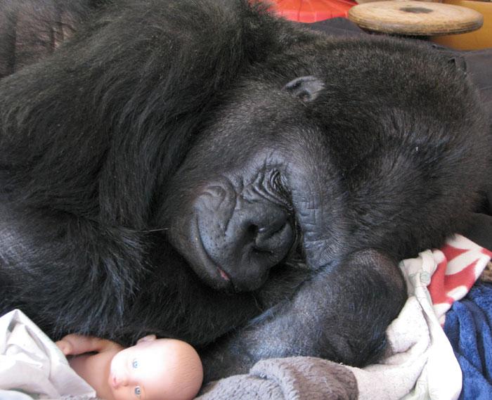 Koko the gorilla naps with her baby doll toy.