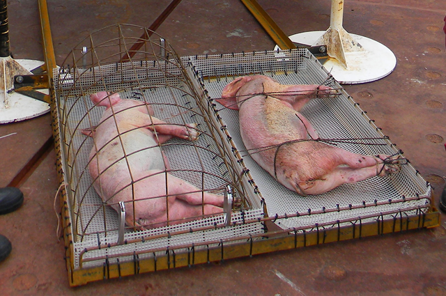 Pig carcasses in a cage