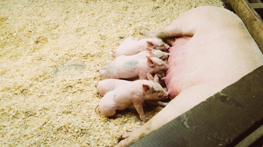 Resistance to Drug of Last Resort Found in Farm Animals in US