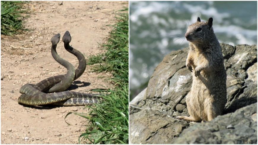 rattlesnake vs squirrel