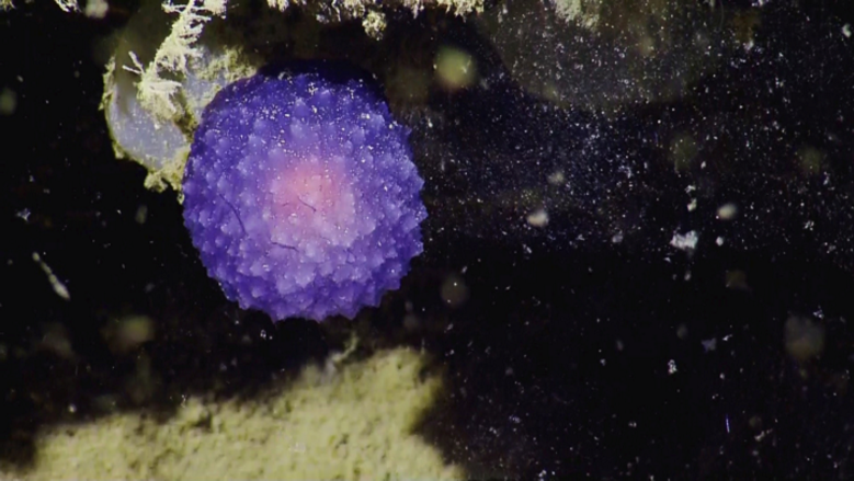 Purple blob found by Nautilus crew on the seafloor