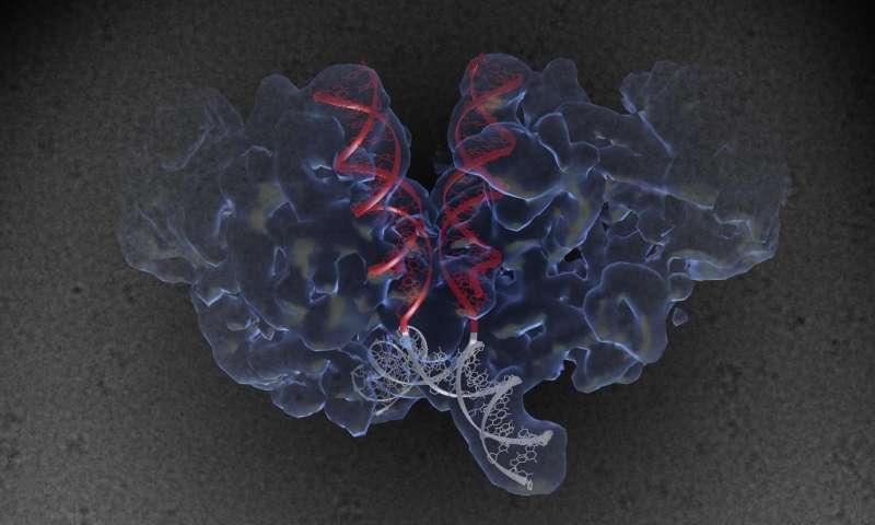Scientists crack the structure of HIV machinery