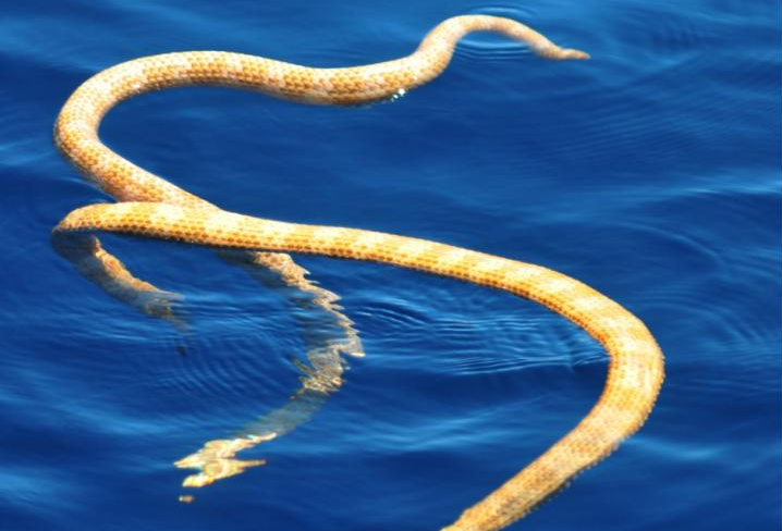 Two yellow snakes in the water