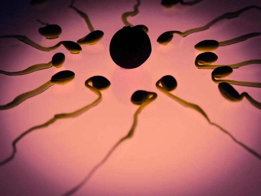 Model of sperm cells fertilizing an egg