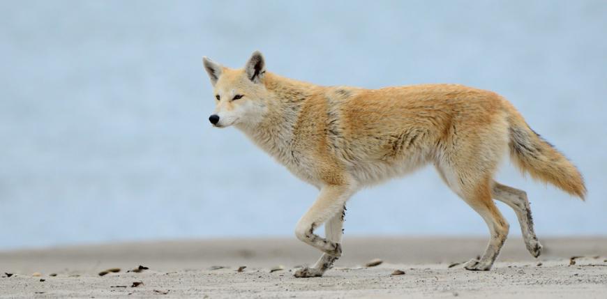 Eastern coyote known in the media as &quot;Coywolf&quot;