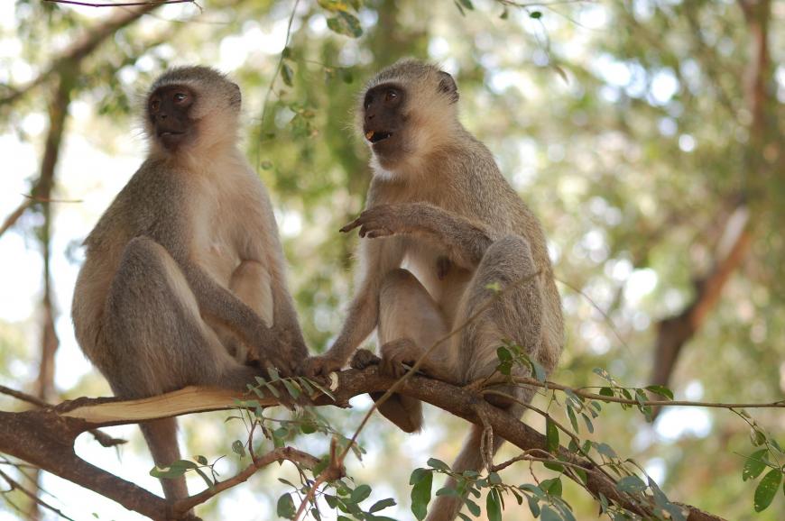 Vervet monkeys in a tree