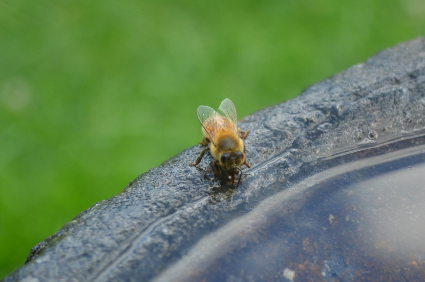 Bee drinking water