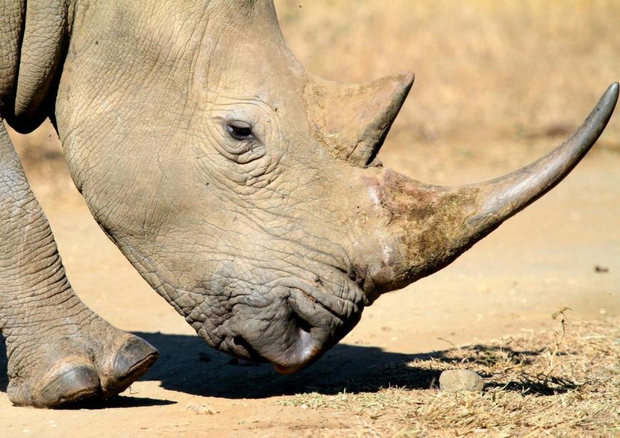 White rhino, male