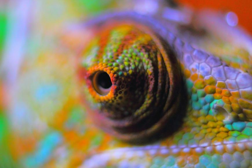 12 of the Coolest Eyes in the Animal Kingdom | The Science Explorer