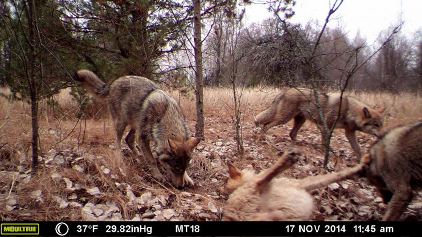 A pack of wolves visits a scent station in the Chernobyl Exclusion Zone. The photograph was taken by one of the remote camera stations and was triggered by the wolves&#039; movement.