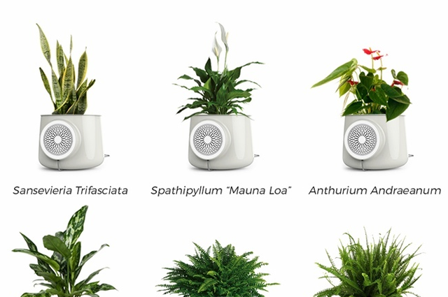 Species of plants available from Clairy