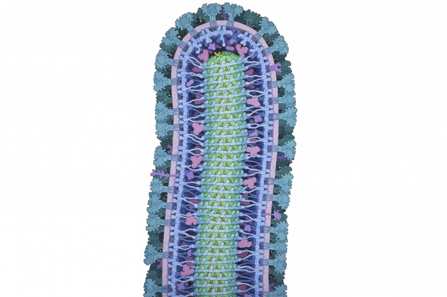 Illustration of ebola virus