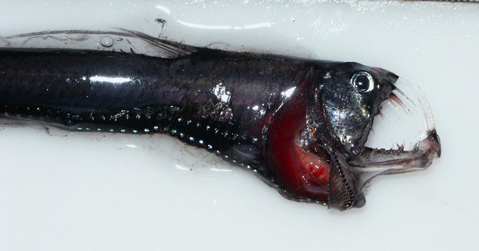 Head of a pacific Viperfish caught during trawling operations. 