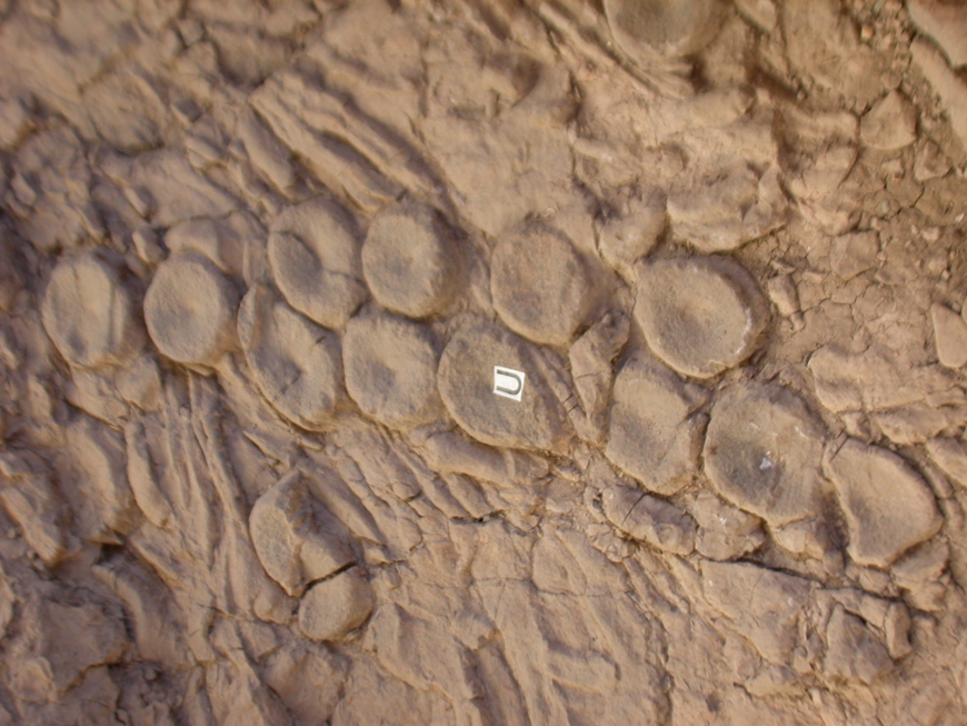 Photograph of the fossils: two lines of circles (vertebrae) with indents in their centres.