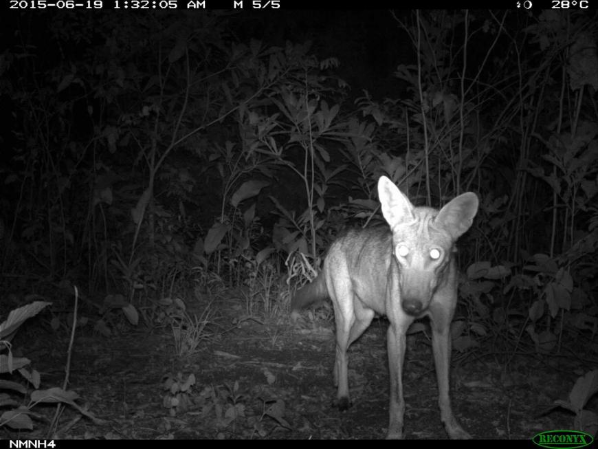 A doglike coyote stares into a camera trap in Eastern Panama