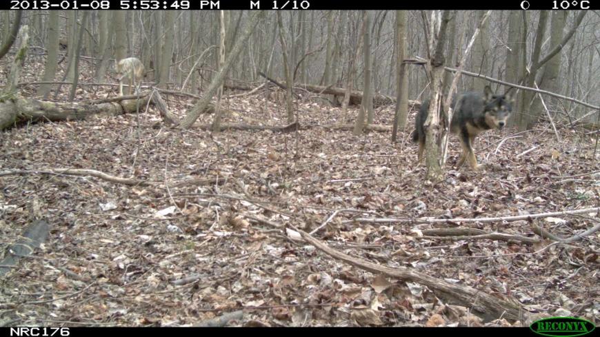 a dark German shepherd-like eastern coyote is caught on camera trap. 
