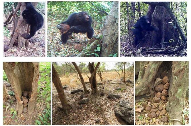 Chimpanzees caught on camera, engaging in ritualistic stone throwing