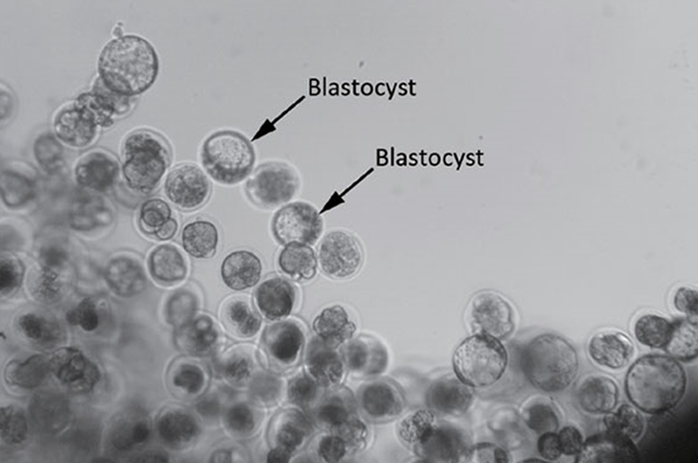 Mouse blastocysts developing in space