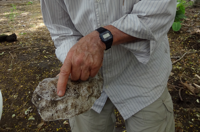 Professor Payson Sheets points at a fossil from Ceren, the new pompeii