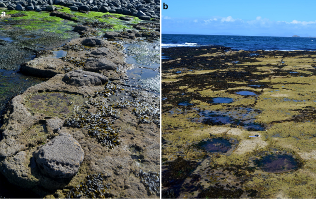 Photographs of sauropod footprints on the Isle of Skye