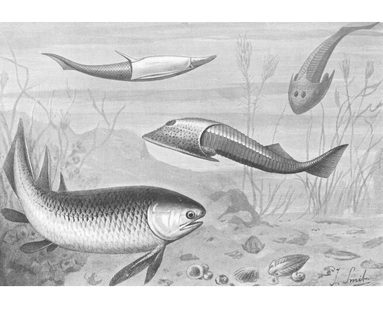 Silurian fish by Joseph Smit (1836-1929)