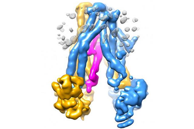The cold sore virus, shown in pink, inserts itself into TAP, a transporter protein whose function is key to the body&#039;s immune defenses. By jamming the transporter, the virus is able to hide from the immune system.