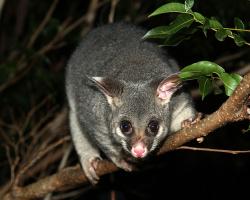 Brushtail possum in Brisbane