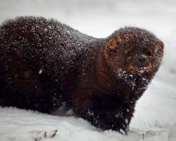A fisher (animal) in a snowstorm.