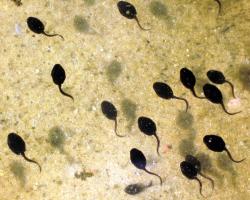 Tadpoles (pictured here) inspired the design of a new cancer-detecting endoscope