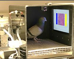 Pigeon being trained to detect cancer in diagnostic images