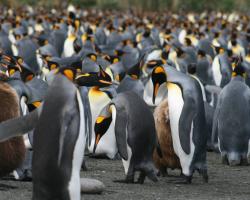 antarctic Penguins