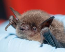 Bat held in a scientist&#039;s gloved hand