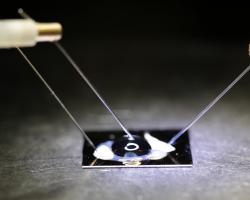 The biosensor chip-electronically detects DNA SNPs