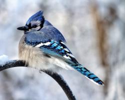 A brilliantly-colored Blue Jay sitting on a branch in winter
